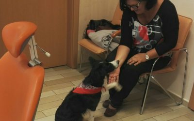 Lara az első fogászati terápiás kutya az országban